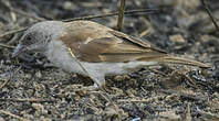 Moineau gris