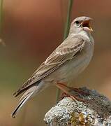 Pale Rockfinch