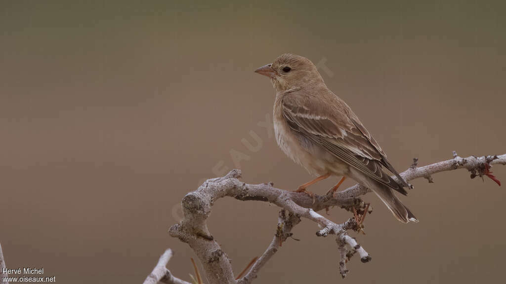 Moineau pâle mâle adulte nuptial, pigmentation