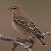 Pale Rockfinch