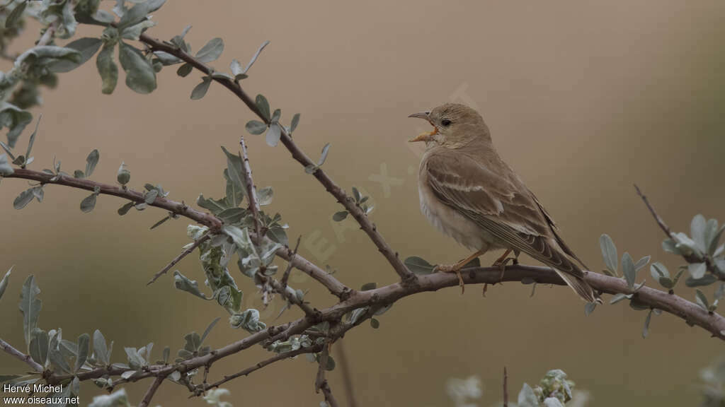 Moineau pâle mâle adulte nuptial, chant