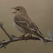 Pale Rockfinch