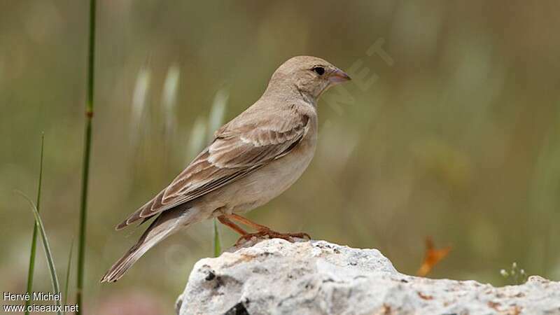 Pale Rockfinch male adult breeding, identification