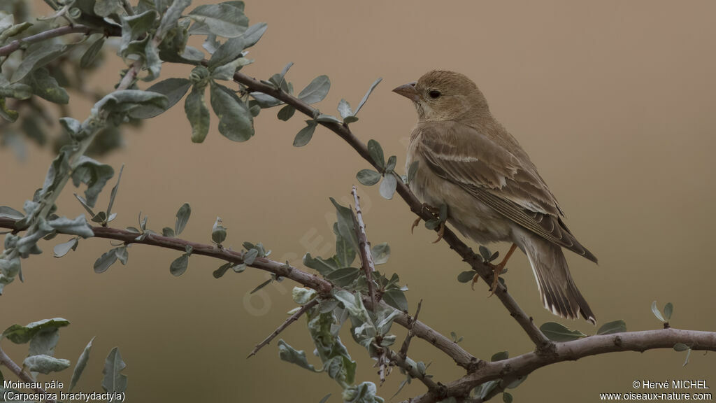 Pale Rockfinch