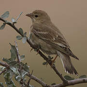 Pale Rockfinch