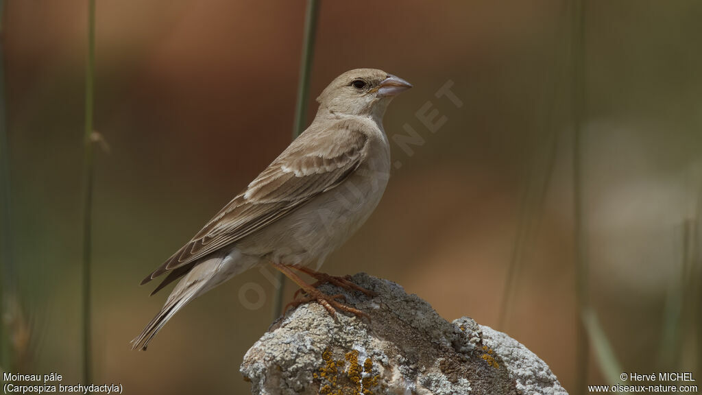 Pale Rockfinch