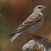 Pale Rockfinch