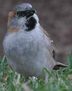 Kenya Sparrow