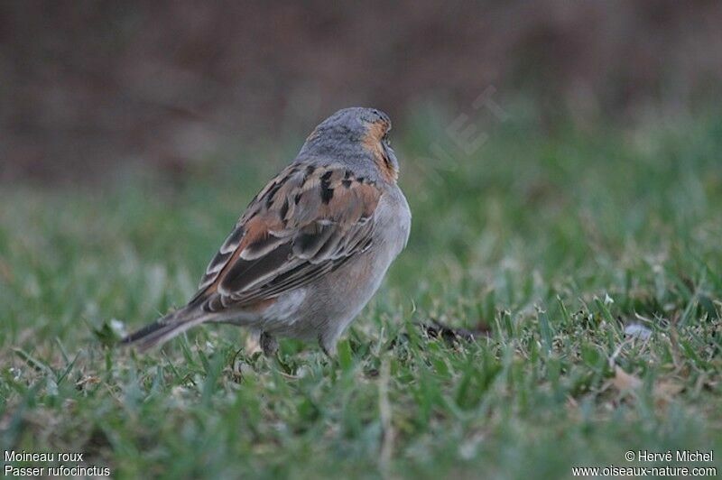 Moineau roux mâle