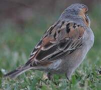 Moineau roux