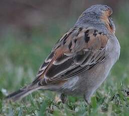 Moineau roux