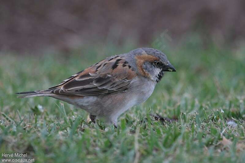 Moineau roux mâle adulte internuptial