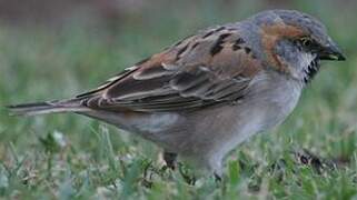 Moineau roux