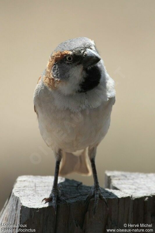 Moineau roux mâle adulte