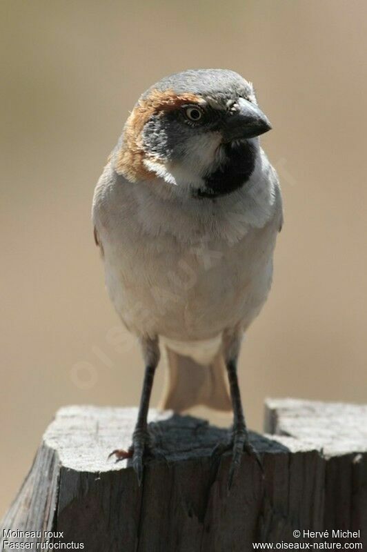 Moineau roux mâle adulte