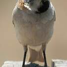 Moineau roux