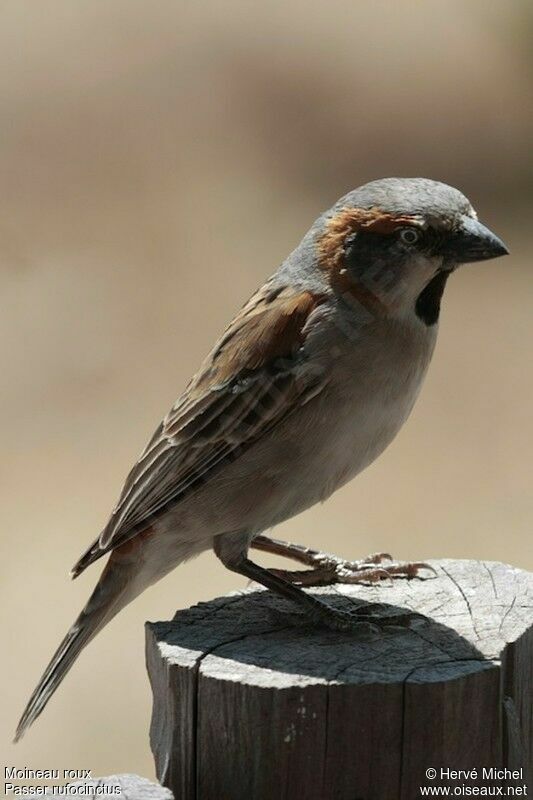 Moineau roux mâle adulte