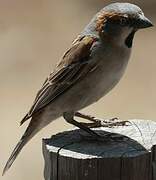 Kenya Sparrow