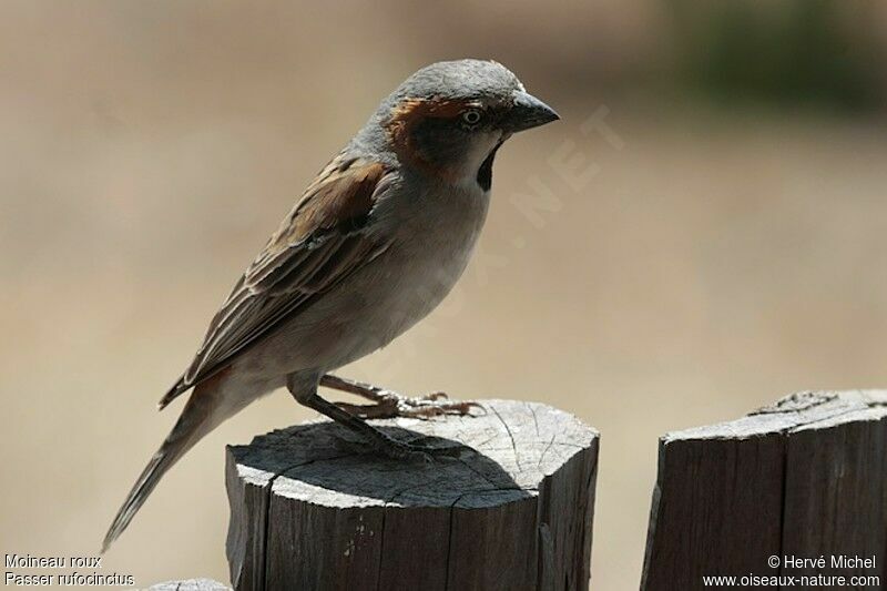 Kenya Sparrow male adult