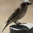 Moineau roux