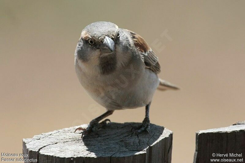 Moineau roux femelle adulte