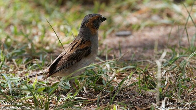 Moineau rouxadulte