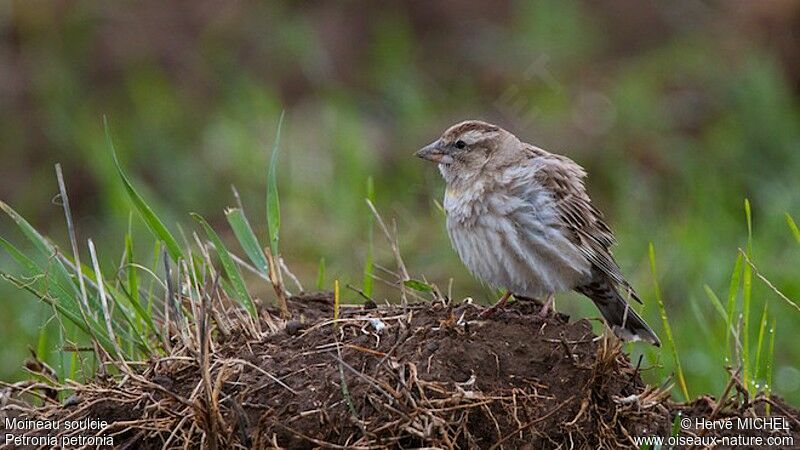 Rock Sparrowadult breeding