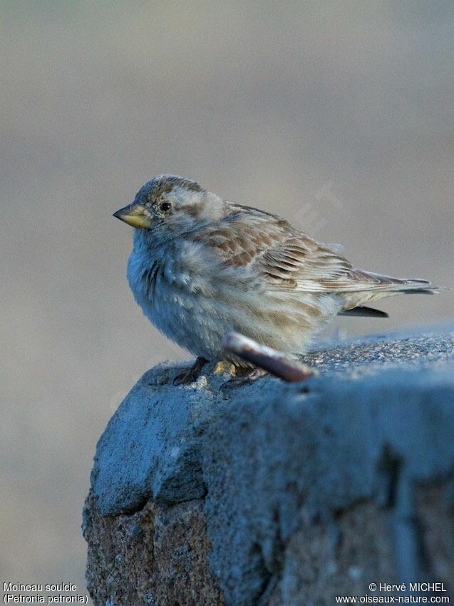 Moineau soulcieadulte