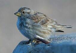 Rock Sparrow