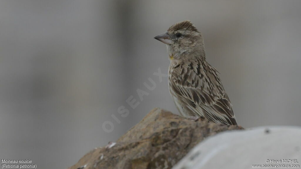 Rock Sparrowadult