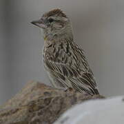 Rock Sparrow