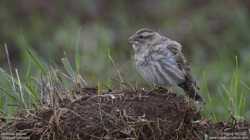 Rock Sparrow