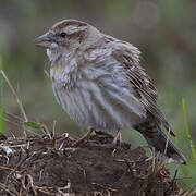 Rock Sparrow