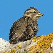 Rock Sparrow