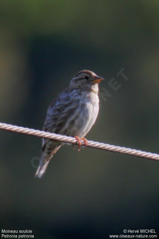 Moineau soulcie mâle adulte, identification