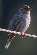 Rock Sparrow