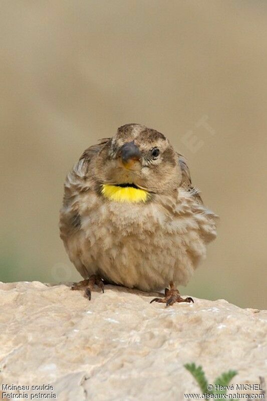 Moineau soulcieadulte nuptial