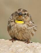 Rock Sparrow