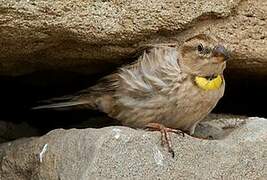 Rock Sparrow