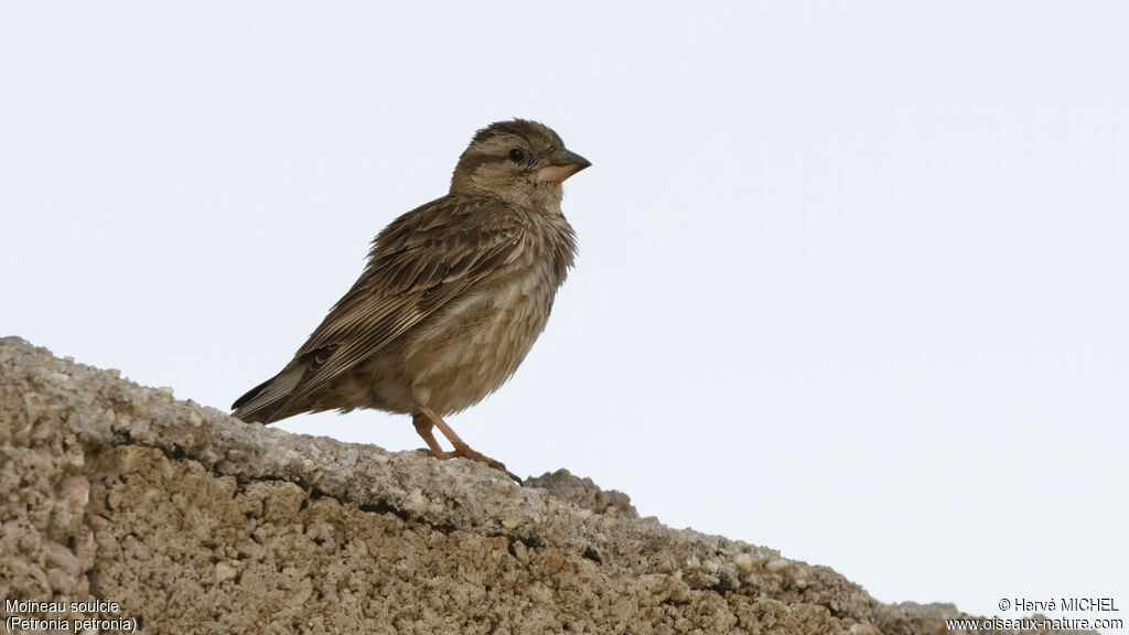 Rock Sparrowadult