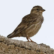 Rock Sparrow