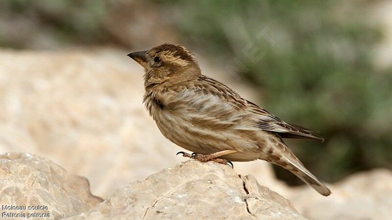 Rock Sparrowadult breeding