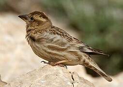 Rock Sparrow