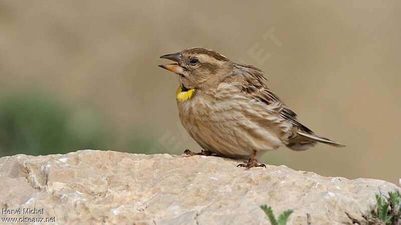 Rock Sparrowadult breeding