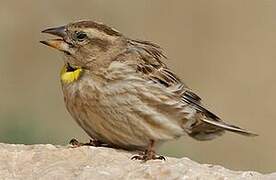 Rock Sparrow