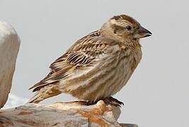 Rock Sparrow