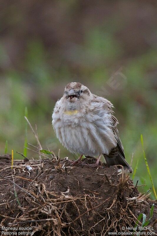 Rock Sparrowadult breeding