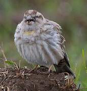 Rock Sparrow