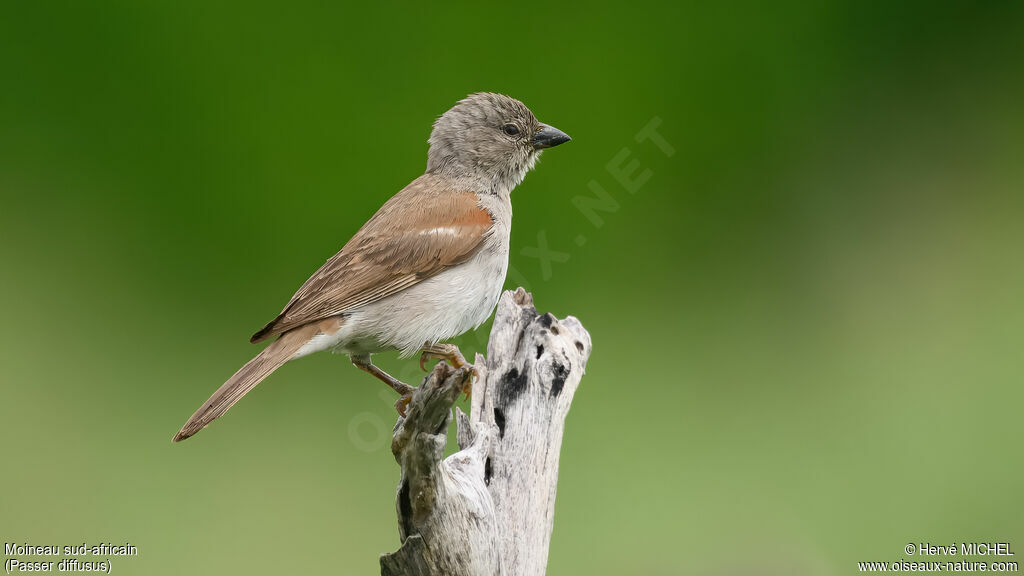 Southern Grey-headed Sparrow