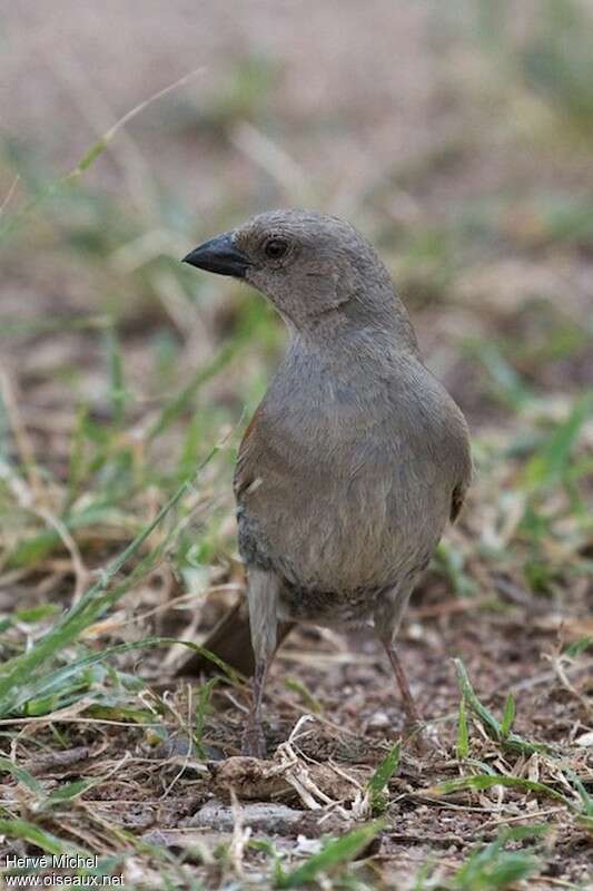 Moineau swahiliadulte, portrait